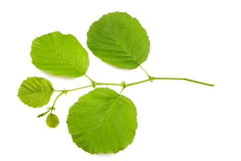 Hazel leaves Stock-Fotos