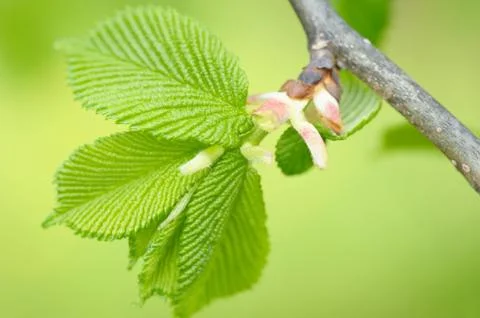 Hazel leaves in spring Foto stock