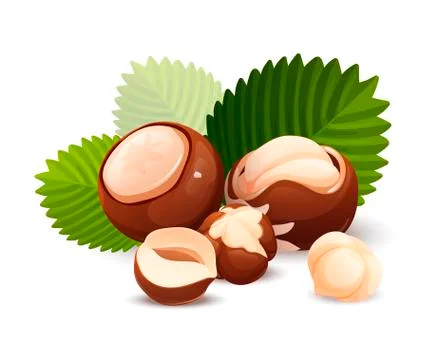 Hazel nut composition, food vector isolated, flat Stock Illustration