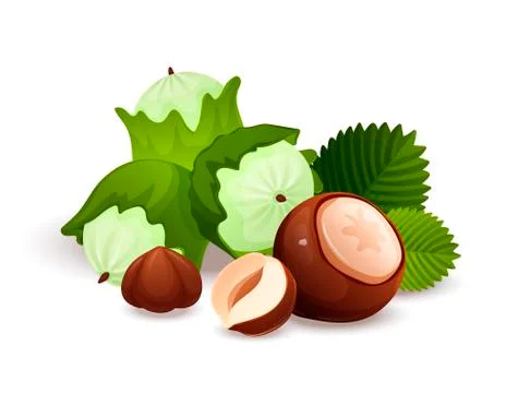 Hazel nut composition, food vector isolated, flat Stock Illustration