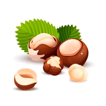 Hazel nut composition, food vector isolated, flat Illustrazione stock