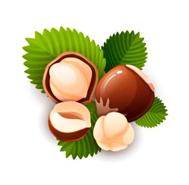 Hazel nut composition, food vector isolated, flat Stock Illustration