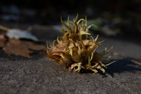 Hazel nut Stock Photos