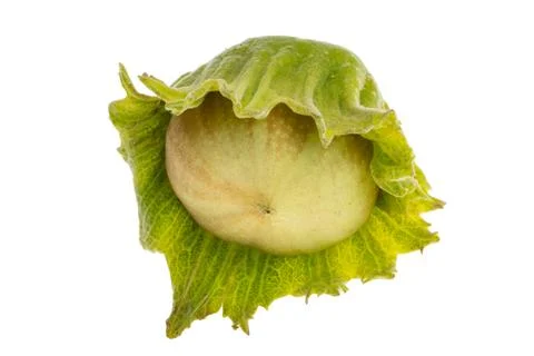 Hazel nut in shell isolated Stock Photos