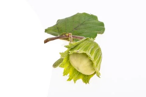 Hazel nut in shell isolated Stock Photos