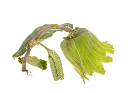 Hazel nut in shell isolated Stock Photos
