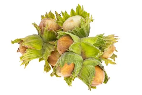 Hazel nut in shell isolated Stock Photos