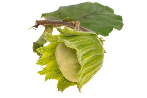 Hazel nut in shell isolated Stock Photos