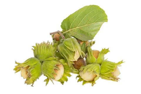 Hazel nut in shell isolated Stock Photos
