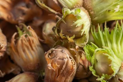 Hazel nuts. A macro shot of hazelnuts background 写真素材
