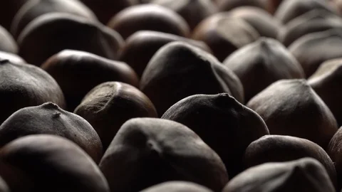 Hazel nuts in nutshell. Rotation. Closeup. Selective focus. Stock Footage 99373948