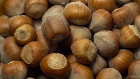 Hazel nuts in nutshell. Rotation. Closeup. Stock Footage 101552014