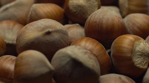 Hazel nuts in nutshell. Rotation. Closeup. Stock Footage 101552357