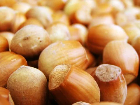 Hazel nuts Stock Photos