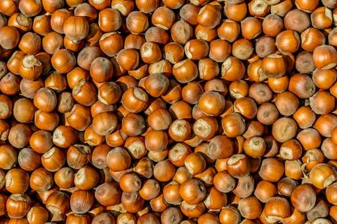 Hazel nuts Stock Photos
