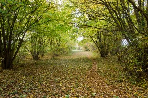 Hazel path in autumn Stock Photos