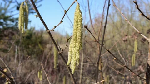 Hazel pollen on a branch in spring Stock Footage 330081455