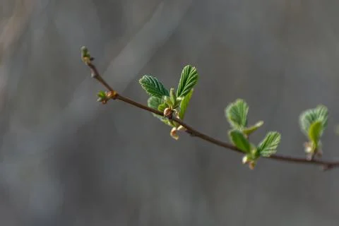 A hazel sprig sprouting small green spring leaves Stock Photos