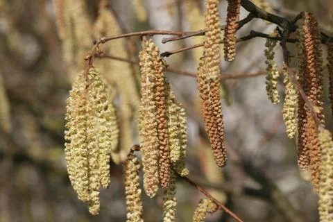 Hazel Springtime 库存照片