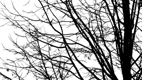 Hazel tree branches in winter - black silhouette isolated on white background Stock Footage 148723396