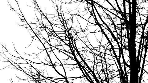 Hazel tree branches in winter - black silhouette isolated on white background Stock Footage 148723419