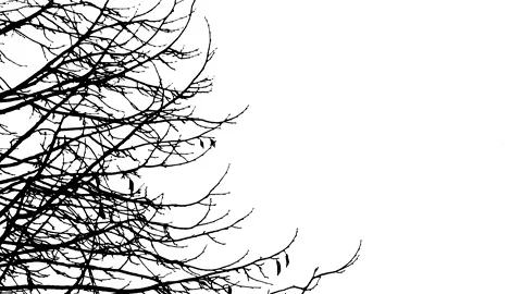 Hazel tree branches in winter - black silhouette isolated on white background Stock Footage 148756271