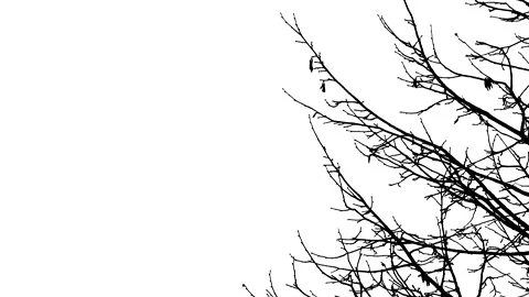 Hazel tree branches in winter - black silhouette isolated on white background Stock Footage 148763638