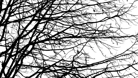 Hazel tree branches in winter - black silhouette isolated on white background Stock Footage 148891279