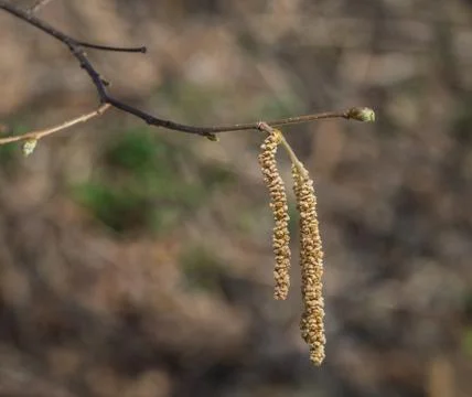 Hazel tree with bud Stock Photos