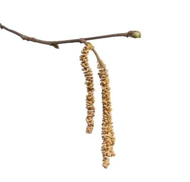 Hazel tree with bud Stock Photos