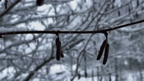 Hazel-tree (Corylus maxima) seeds in winter snowfall in 4K Stock Footage 232031694