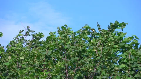Hazel tree foliage Stock Footage 313821408