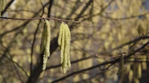 Hazel tree Stock Footage 85057174