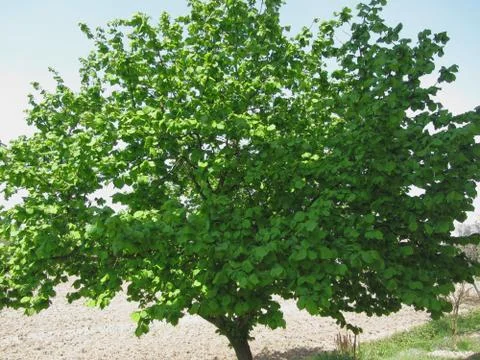 Hazel tree with green leaves in spring in Tuscany, Italy Stock Photos