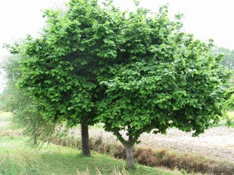 Hazel tree with green leaves in spring . Tuscany, Italy Stock Photos