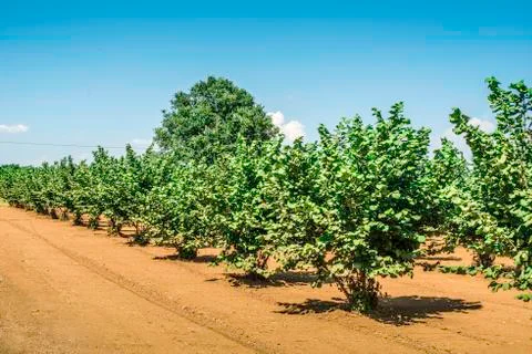 Hazel tree plantation Stock Photos