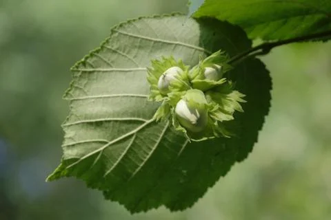 Hazel tree single leaf with bunch of unripe hazelnut closeup in summer, Podla Stock Photos