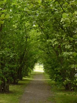 Hazel treee avenue - light at the end of the tunnel Stock Photos