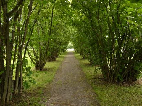 Hazel treee avenue - light at the end of the tunnel Stock Photos