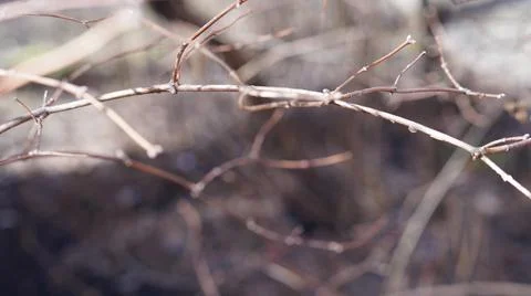 Hazel twig with buds on the background of trees and macro photography in early s Fotos de archivo