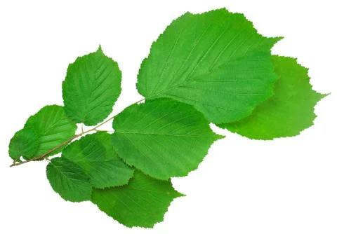 Hazel twig Stock Photos