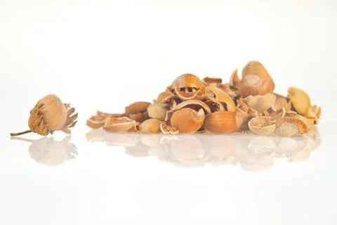 Hazel walnut shell Stock Photos