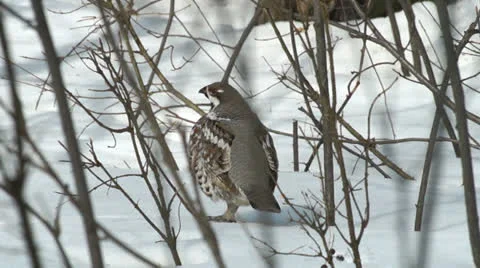 Hazelhen Stock Footage 24717921