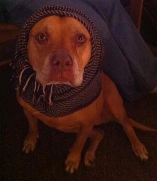 Hazellette Stock Photos