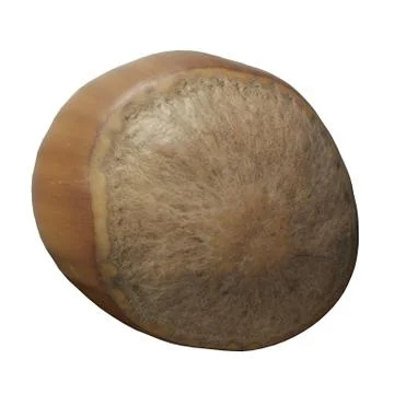 Hazelnut 3d illustration isolated on the white background Stock Illustration