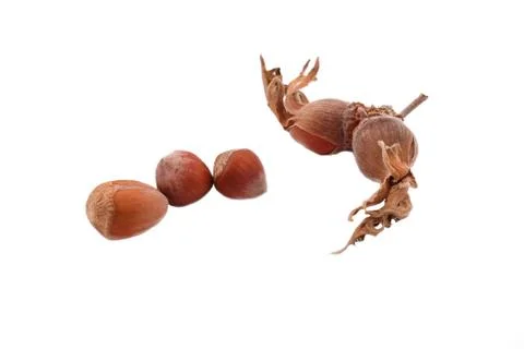 The hazelnut and in the leaf on white background Stock Photos