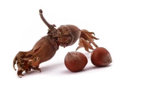 The hazelnut and in the leaf on white background Stock Photos