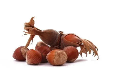 The hazelnut and in the leaf on white background Stock Photos