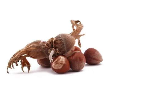 The hazelnut and in the leaf on white background Stock Photos