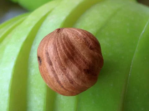 Hazelnut on the background of apples. Stock Photos
